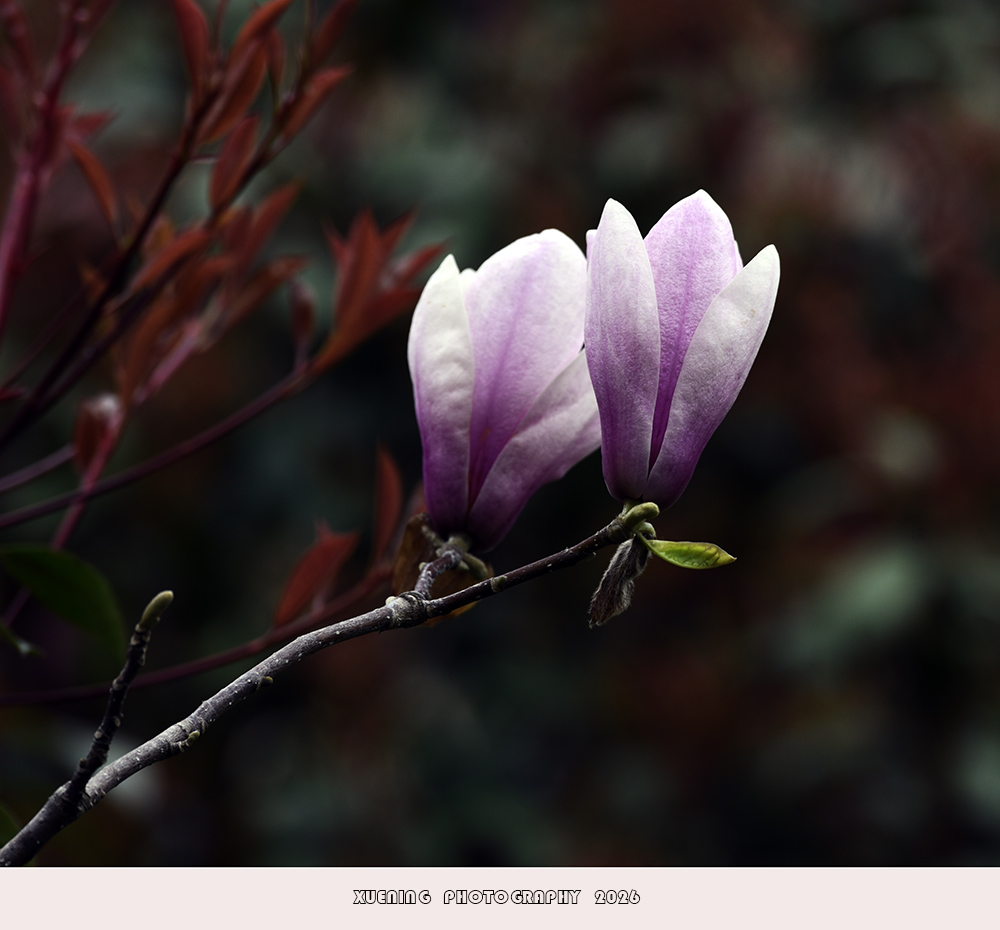 _DSC4439 拷贝.jpg