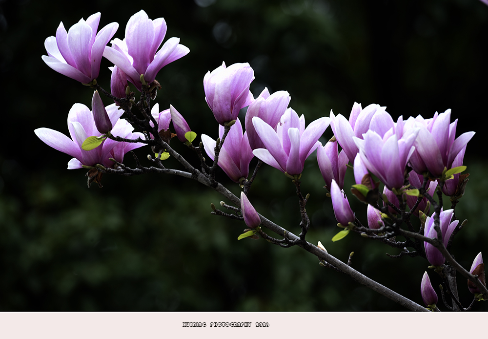 _DSC4446 拷贝.jpg