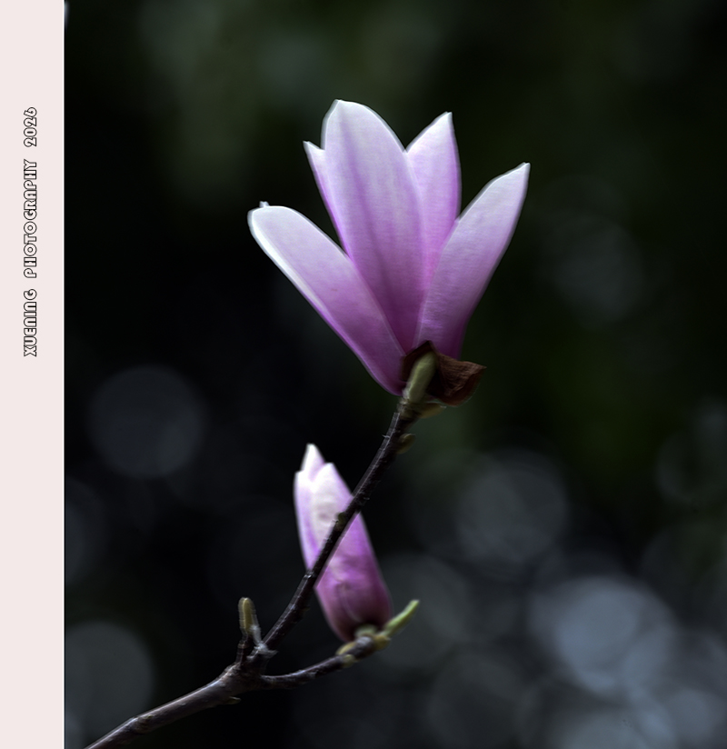 _DSC4449 拷贝.jpg