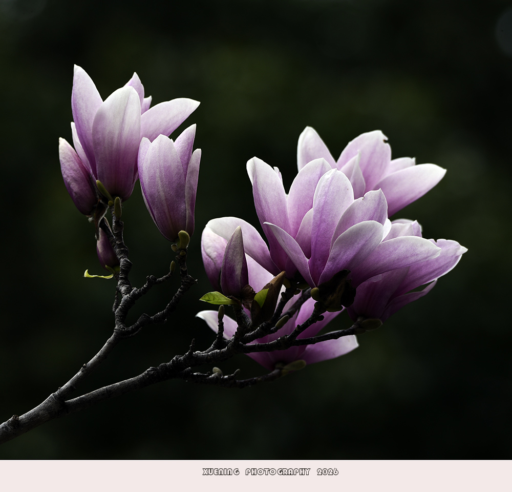 _DSC4447 拷贝.jpg