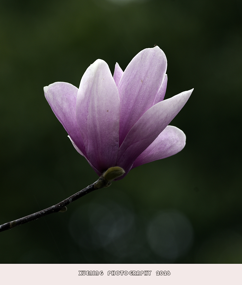 _DSC4466 拷贝.jpg