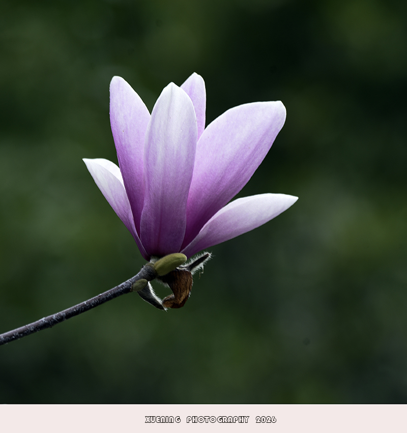 _DSC4467 拷贝.jpg