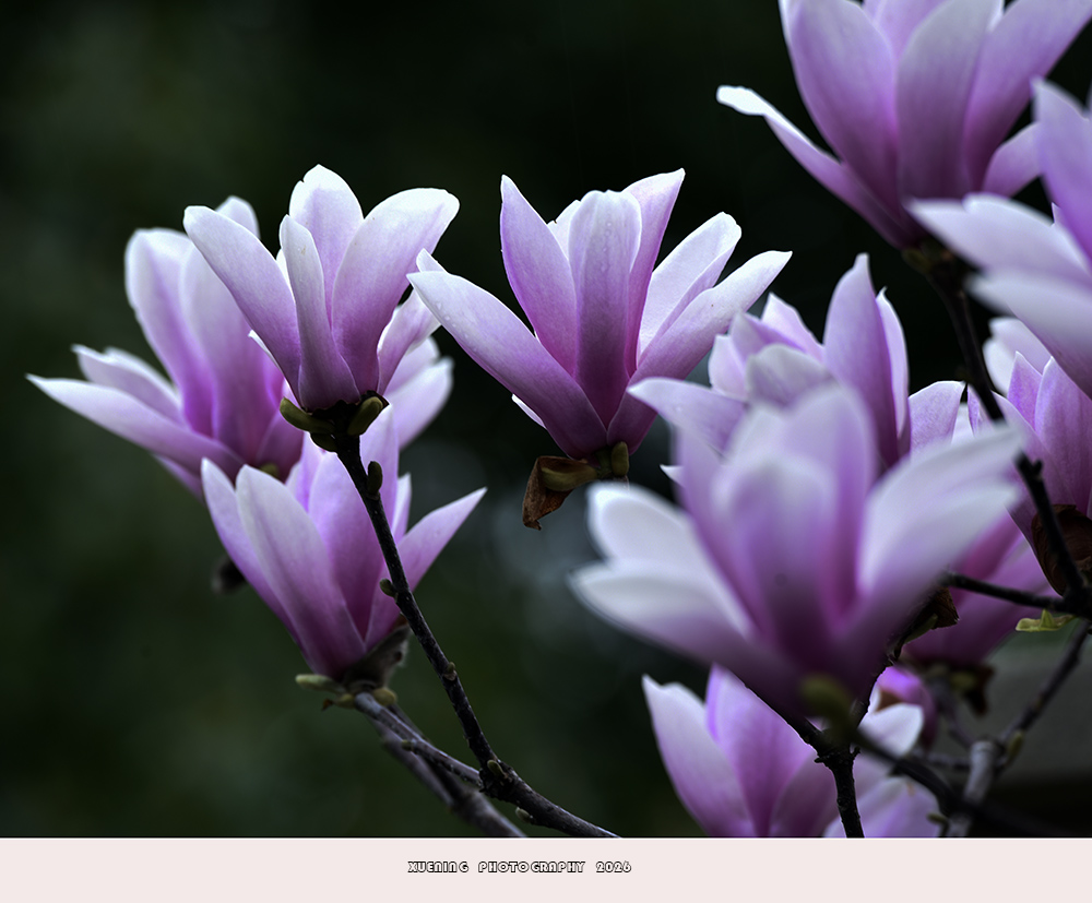 _DSC4478 拷贝.jpg