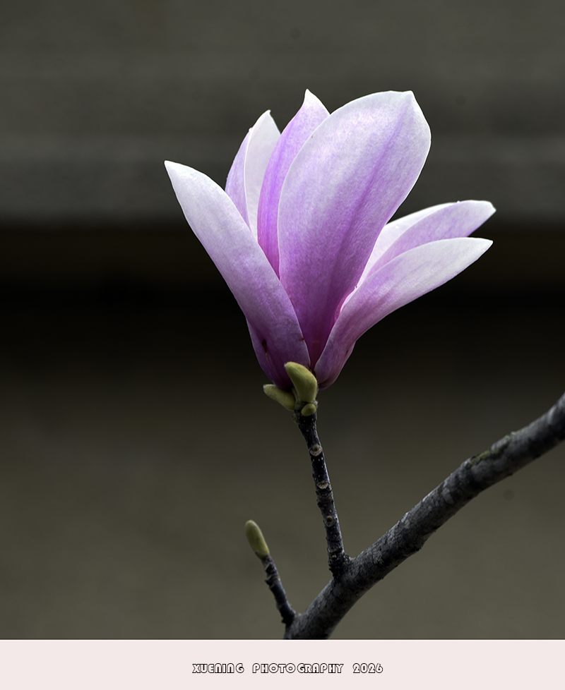 _DSC4469 拷贝.jpg