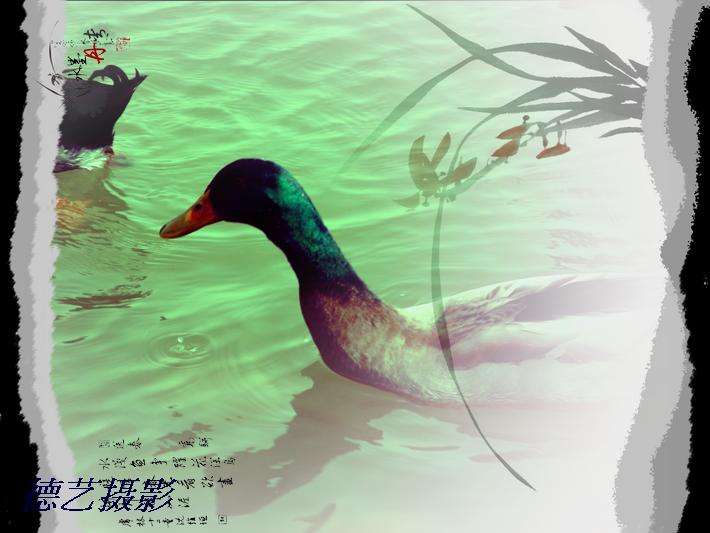 小鸭戏水