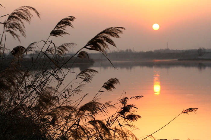 夕阳苇影