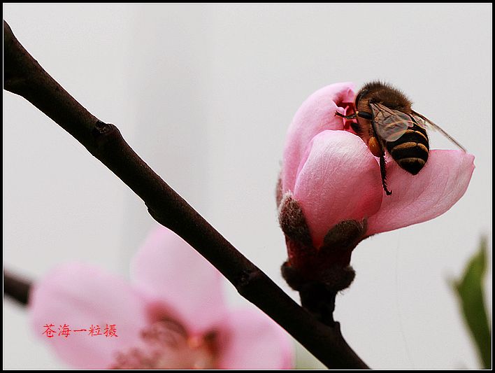 桃花和蜜蜂