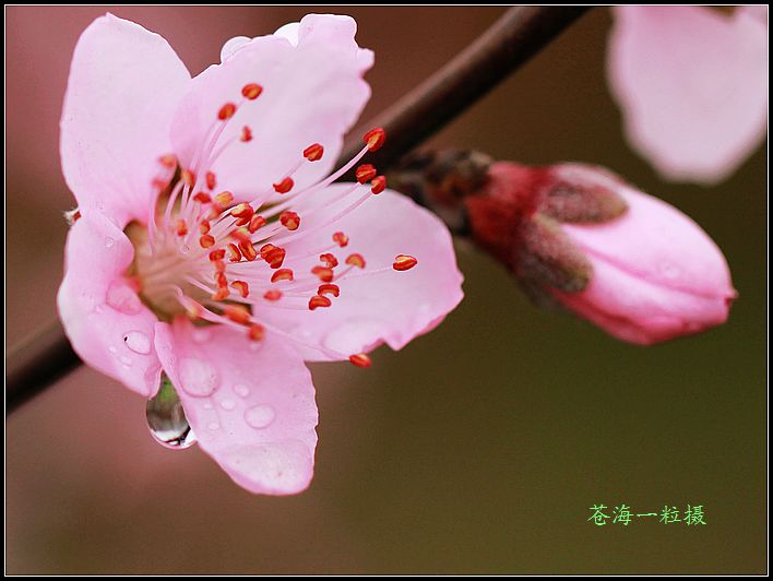 [原创]雨打桃花分外娇