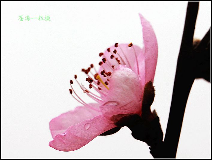 [原创]雨打桃花分外娇