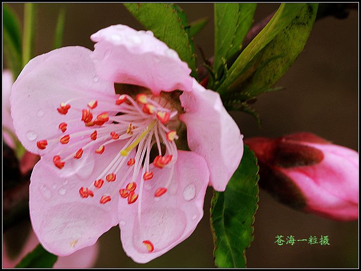 [原创]雨打桃花分外娇
