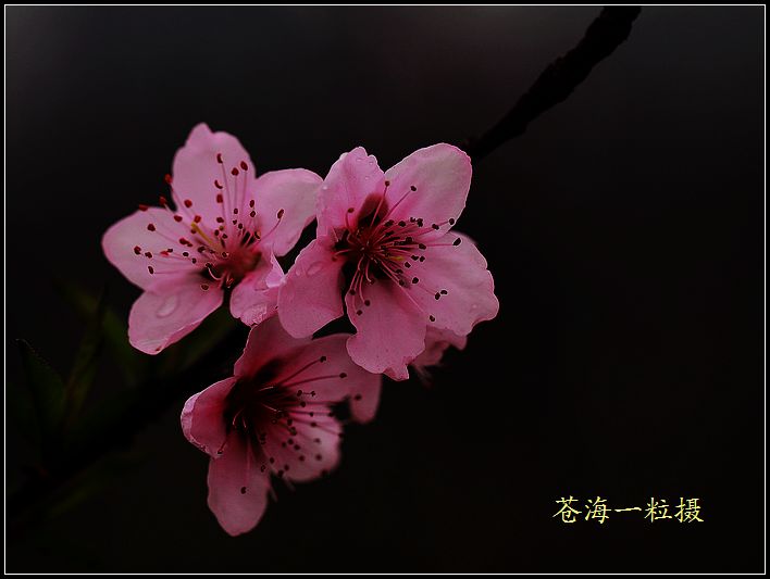 [原创]雨打桃花分外娇