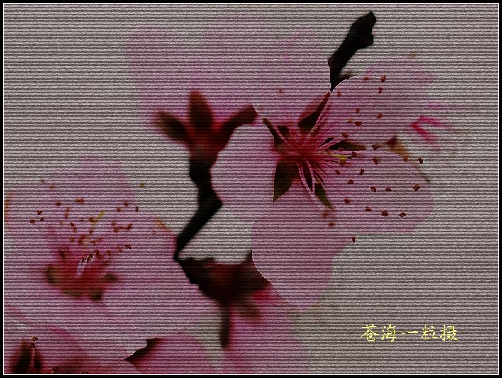 [原创]雨打桃花分外娇