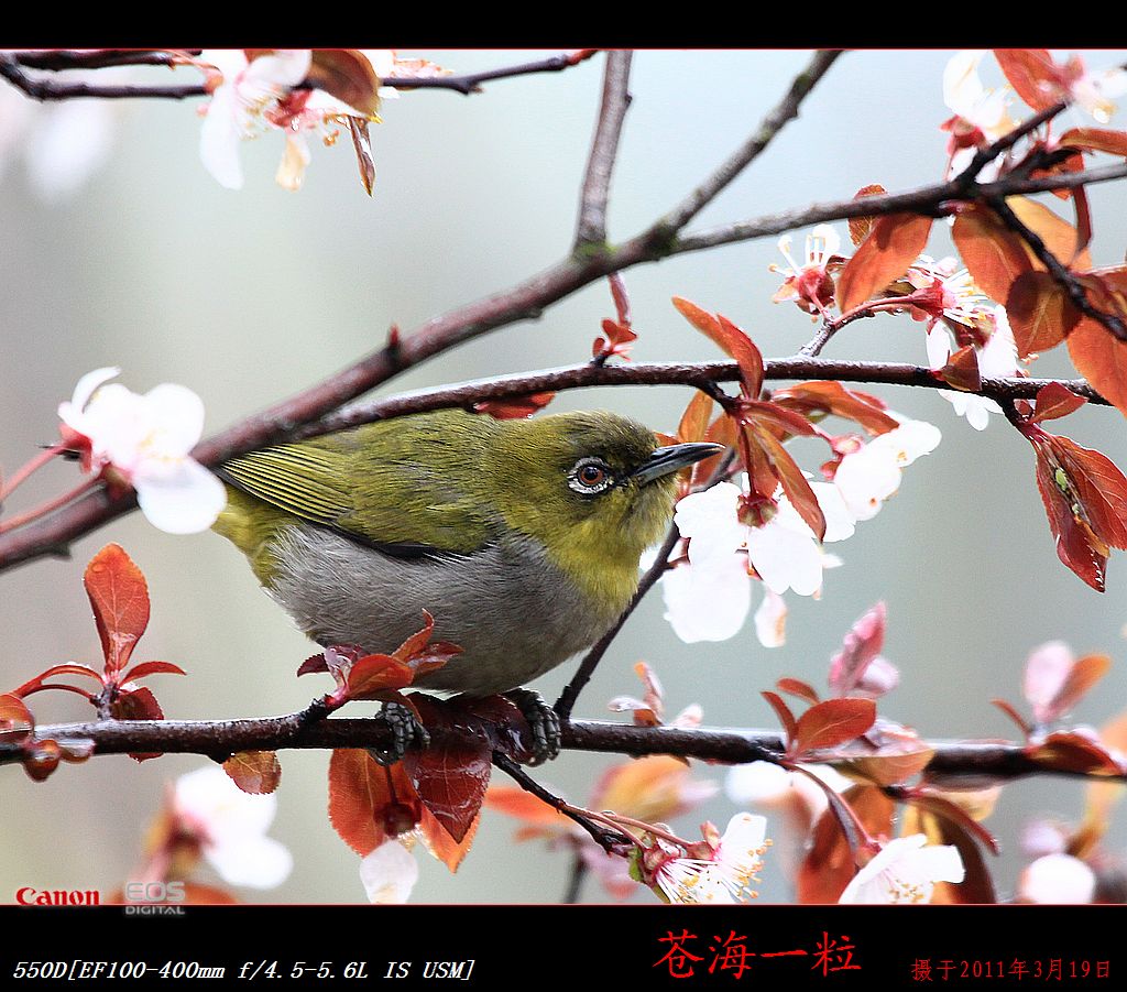 樱花和鸟