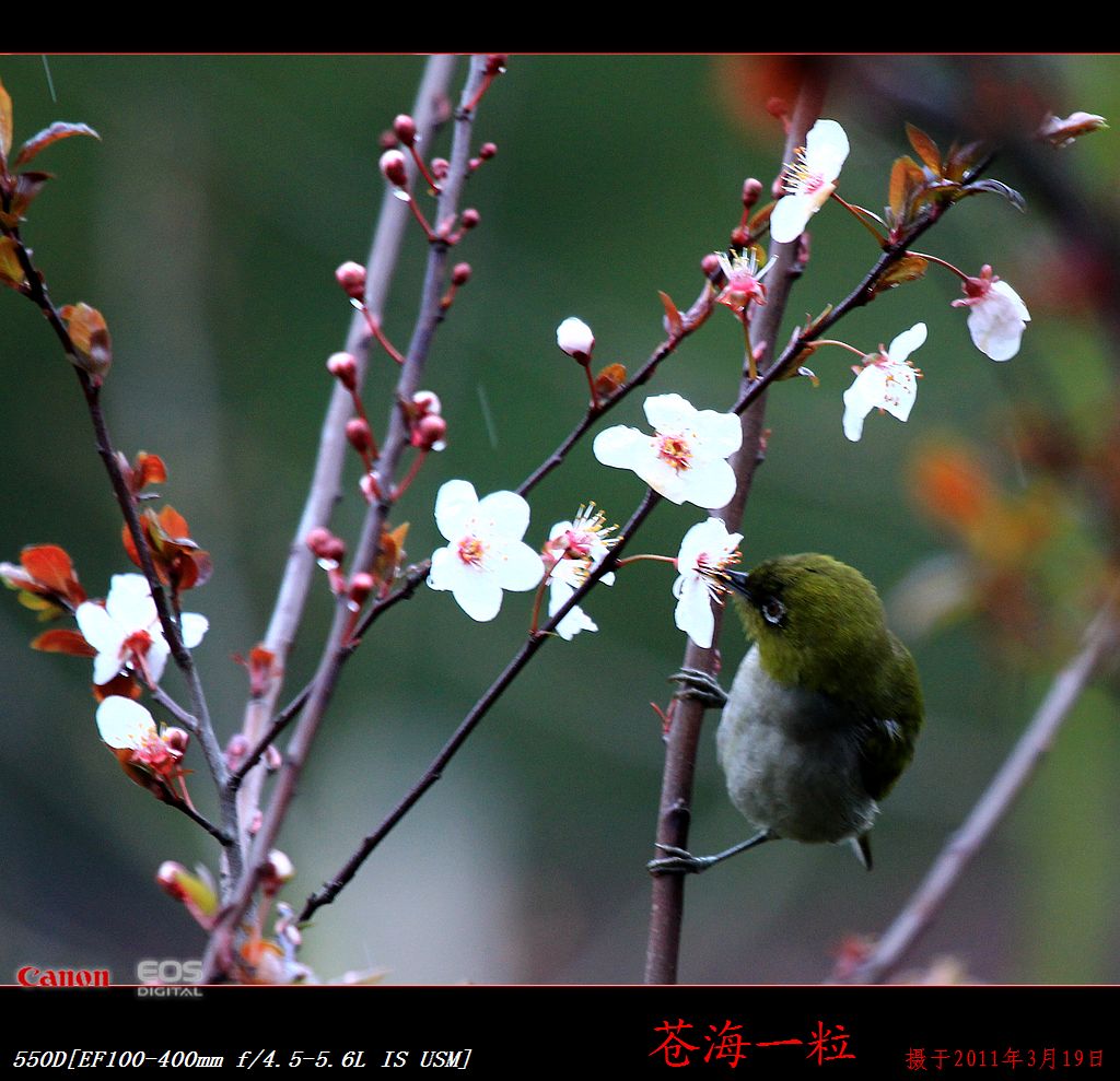 樱花和鸟