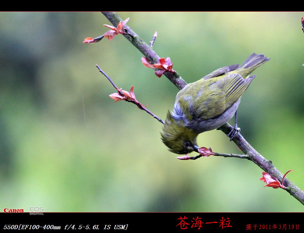 樱花和鸟