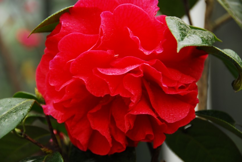 一组迎春花