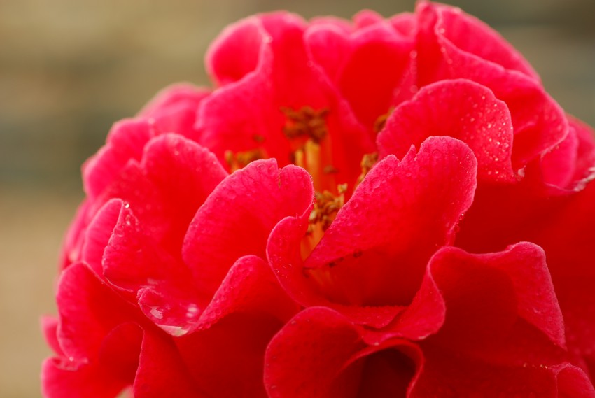 一组迎春花