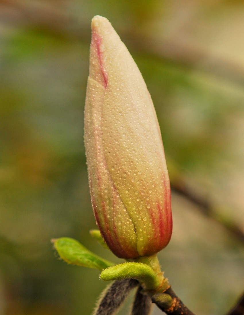 一组迎春花