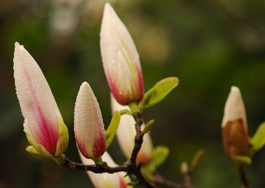 一组迎春花