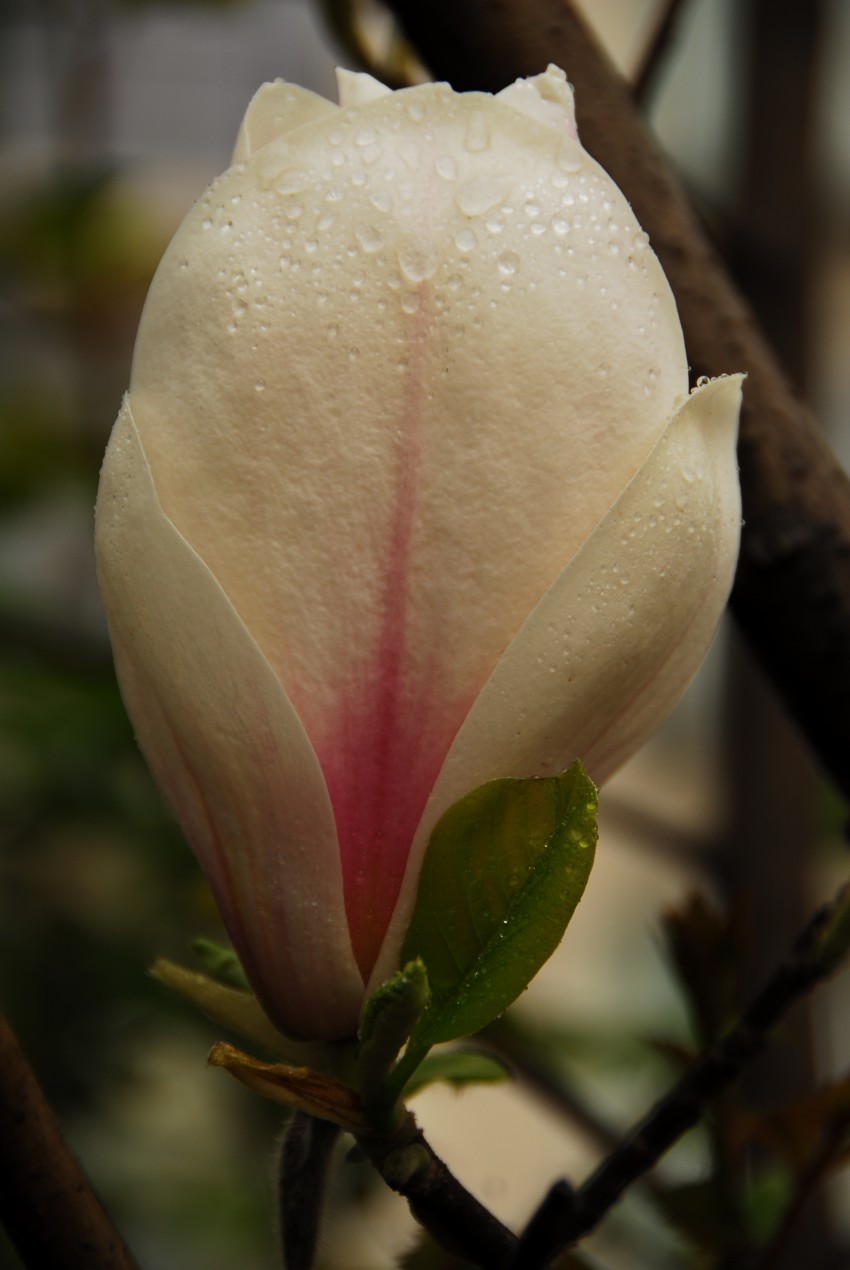 一组迎春花