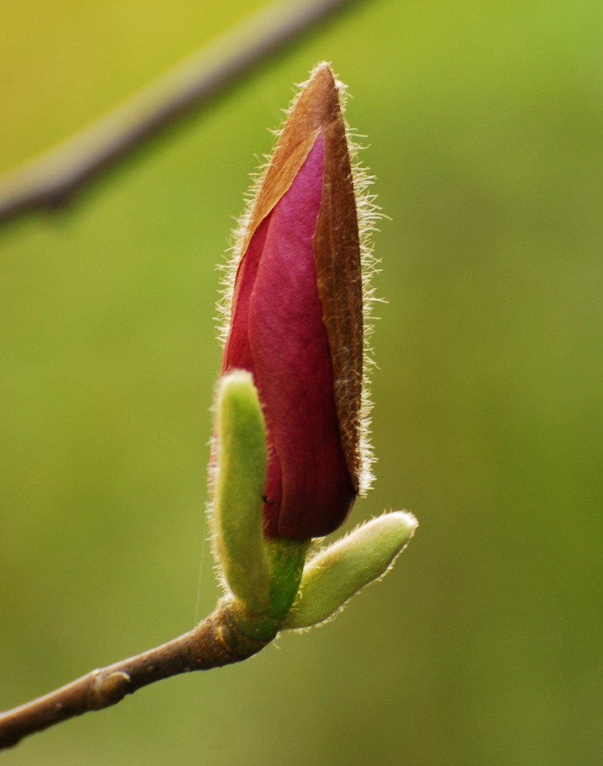 一组迎春花