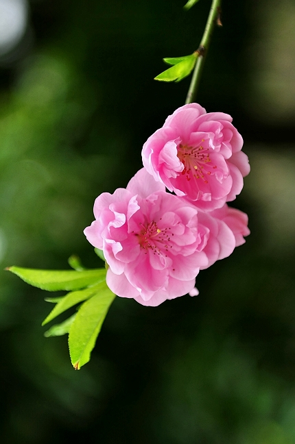 [原创]桃花朵朵
