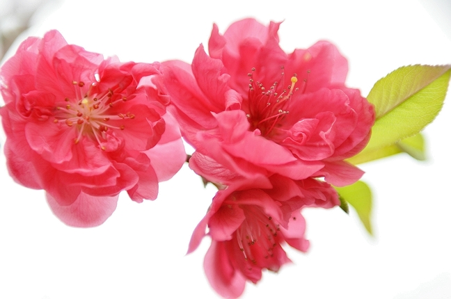 [原创]桃花朵朵