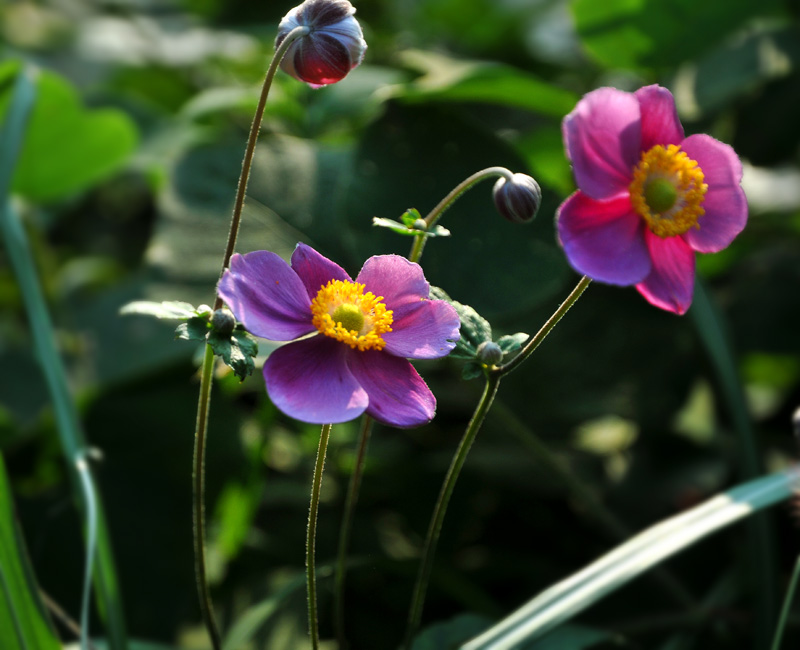 小花？