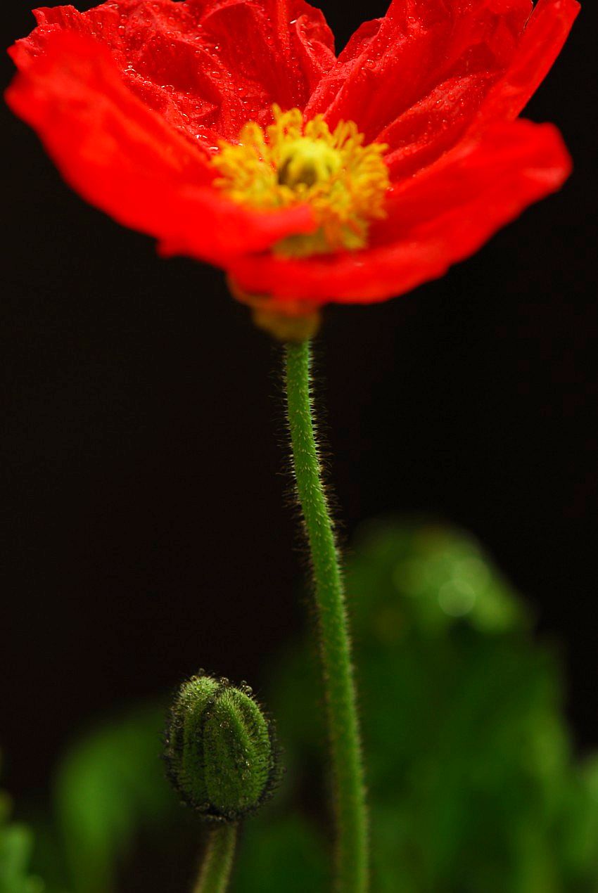 春来花开