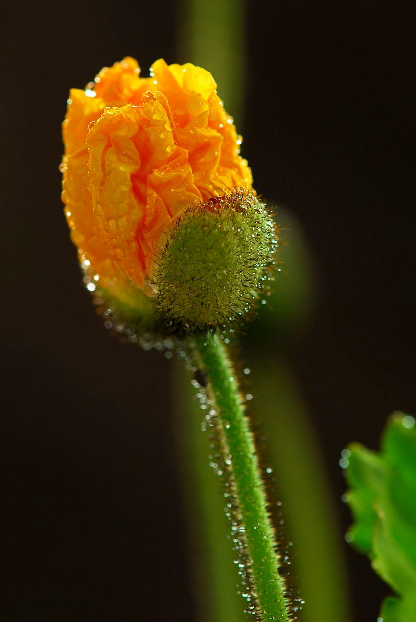 春来花开