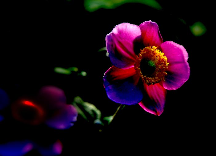 小花？