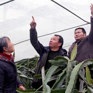 指导蔬果安全过冬（图）