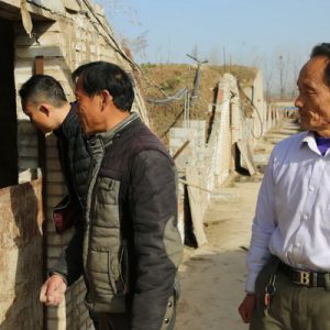 河南淮滨：老陆发明的“窑洞” 式猪舍和他养殖的香草猪（组图）