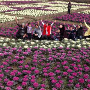 赏花过新年（图片新闻）