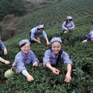 茶园设擂台 女干部赛采茶（图片新闻）