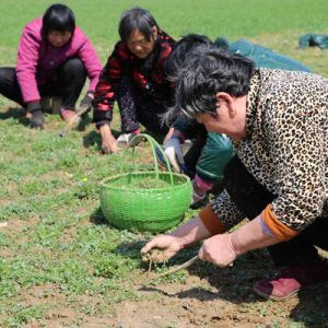 河南淮滨：淮河滩区人勤春早忙管理（组图）