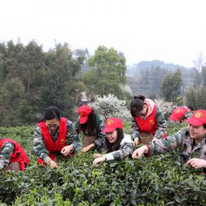 助农采茶（图片新闻）