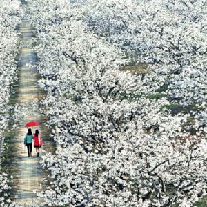 “世界梨都 大美砀山”全国摄影大展征稿启事