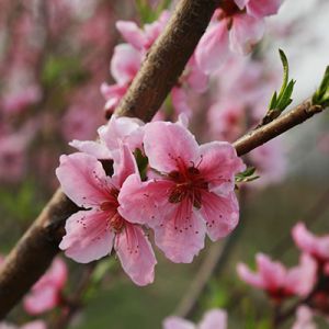 河南淮滨：桃花也红了心情也好了（组图）
