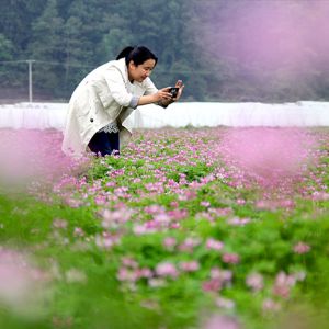 江西宜丰：红花草“闹”春