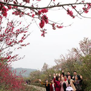 春到永川赏樱花（图片新闻）