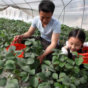 游客踏青摘草莓其乐融融（图片新闻）