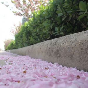 河南淮滨：春风吹樱花飞（组图）