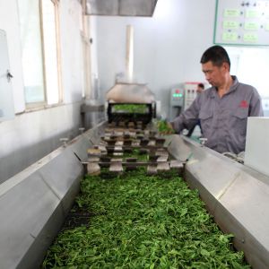 永川茶企备战春茶生产（图片新闻）