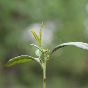 河南淮滨：淮河滩杨树下茶农釆摘雨前茶（组图）