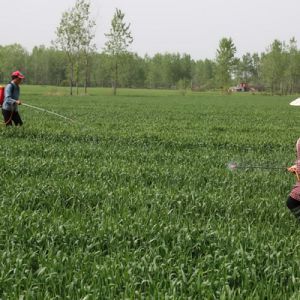 河南淮滨农民抢天夺时加强对小麦病虫害防治（组图）