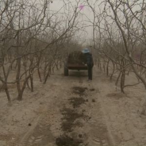 “农家肥”成为团场职工致富新门路