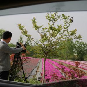 河南淮滨：芝樱花开满园红（组图）
