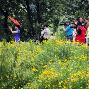 江西乐平：怪石林花海上演千人旗袍秀