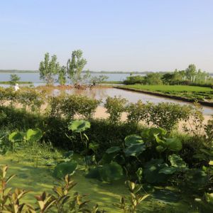 河南淮滨淮南湿地风光美（组图）